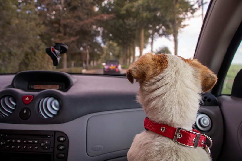 Dog hair out of car