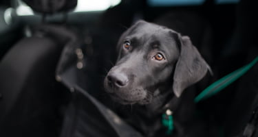 How to Clean Dog Hair from Car