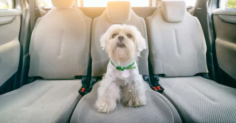 How to Clean Pee Out of Car Seats