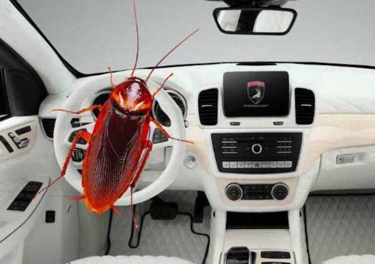 How to Get Bed Bugs Out of Car