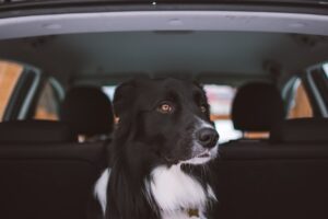 how to get dog hair out of car
