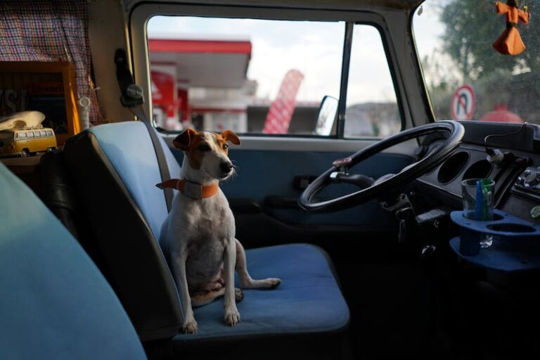 How to Get Rid of Dog Hair in Car Carpet