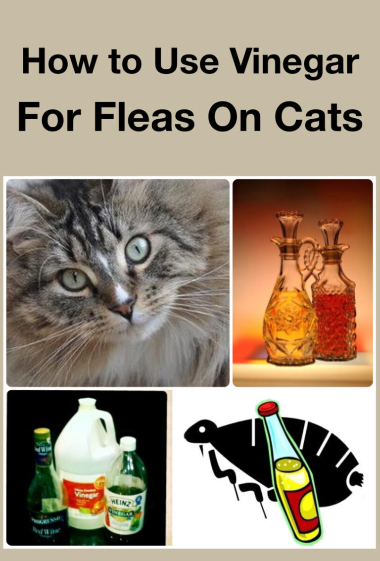 How to Get Rid of Fleas in Car