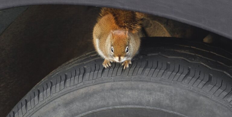 How to Keep Squirrels Out of Car Engine