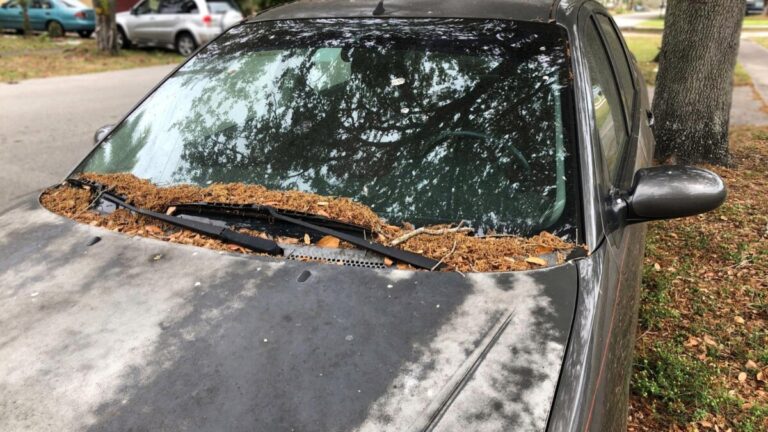 How to Remove Hardened Tree Sap from Car Windshield