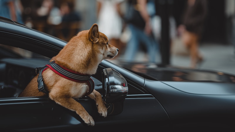 Why Dog Hair Gets Stuck In Cars