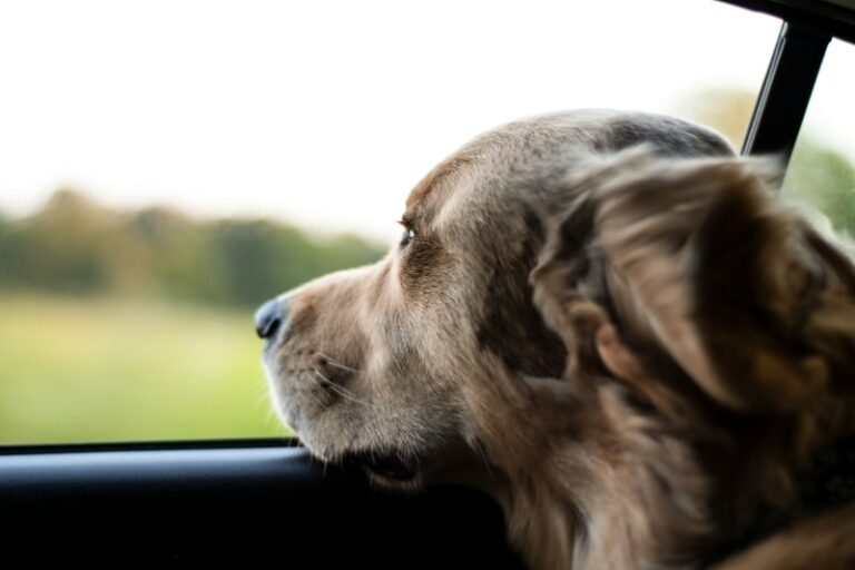 How to Defeat Dog Hair in Your Car