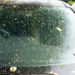 How to Remove Hardened Tree Sap from Car Windshield