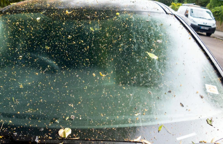 How to Remove Hardened Tree Sap from Car Windshield