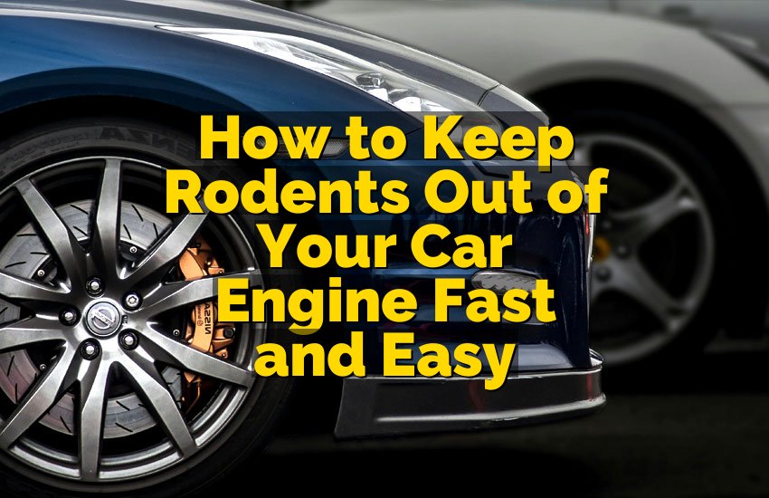 How to Keep Rodents Out of Your Car Engine Fast and Easy